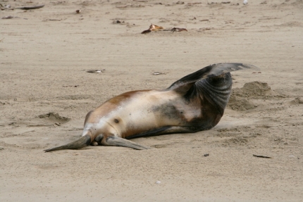 catlins (23)